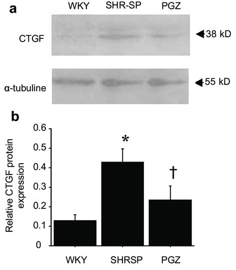 A Representative Blots Comparing Myocardial Connective Tissue Growth