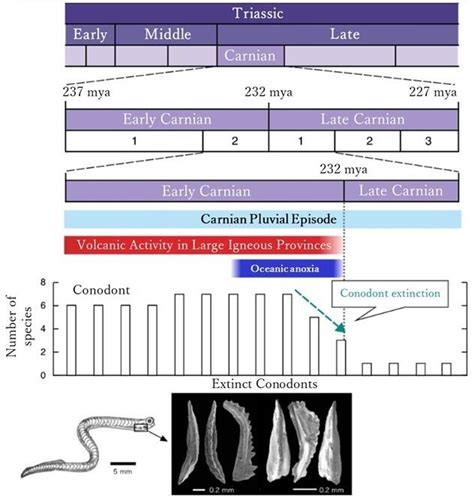 Kyushu University And Jamstec Reveal That Extinction Of Marine Life