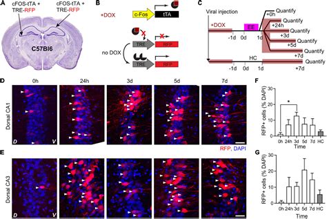 Frontiers Arc Driven Mgrasp Highlights Ca To Ca Synaptic Engrams