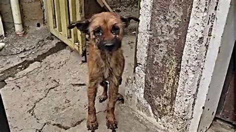 Rescue Homeless Dog Abandoned Sick And Starving Have A Warm Place