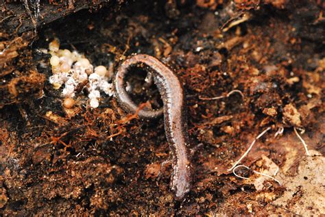 Red-backed Salamander with Eggs - Protecting the New Jersey Pinelands ...