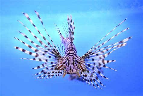 Lionfish American Oceans