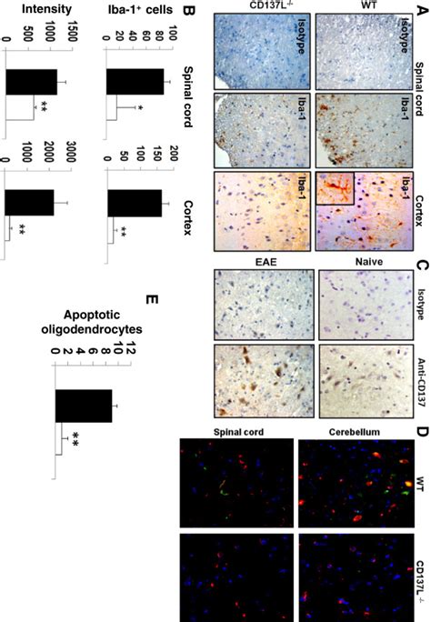 Cd L Signaling Activates Microgliain Vivo A Cd L Is Required For