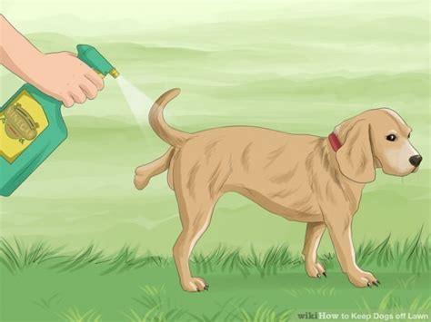 Repelente para cachorro – Funciona? - Estimação