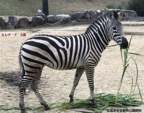 グラントシマウマが新しく仲間入りします 盛岡観光におすすめ！ 盛岡市動物公園 Zoomo【公式】｜お土産も充実