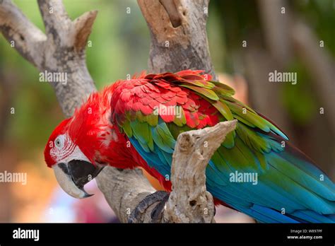 Red Ara Parrot Colorful Macaw Bird Sitting On The Branch Stock Photo