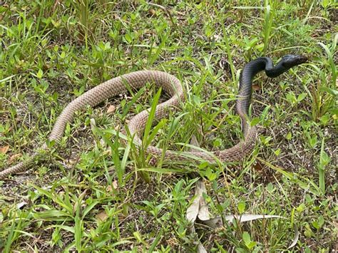 Eastern Coachwhip – Florida Snake ID Guide