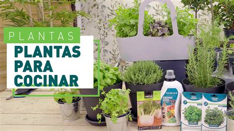 10 Plantas Aromáticas Para La Cocina Plantas En Verdecora Youtube