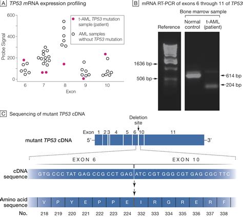 Identification Of A Novel Tp53 Cancer Susceptibility Mutation Through