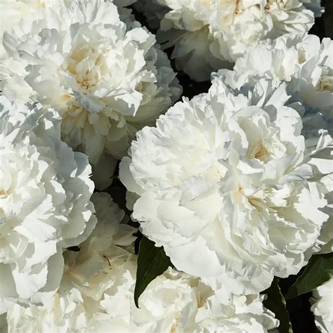 White Peony Flowers: Symbolic Meaning