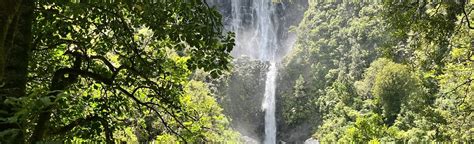 Wairere Falls Track, Waikato, New Zealand - 865 Reviews, Map | AllTrails