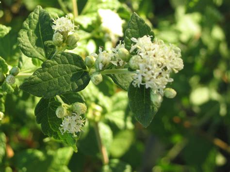 Калея закатечичи (71 фото) - фото - картинки и рисунки: скачать бесплатно