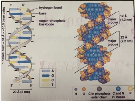 Cell Biology Exam 2 Flashcards Quizlet