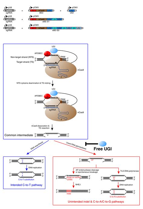 Enhanced Base Editing By Co Expression Of Free Uracil DNA Glycosylase