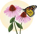 Buy Butterflies For Funerals Memorial Services Live Butterfly Release