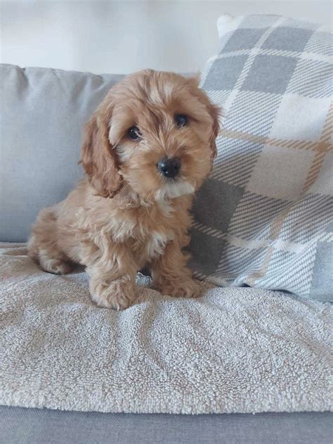 Beautiful cockapoo puppies | Dogs & Puppies for Rehoming | London | Kijiji