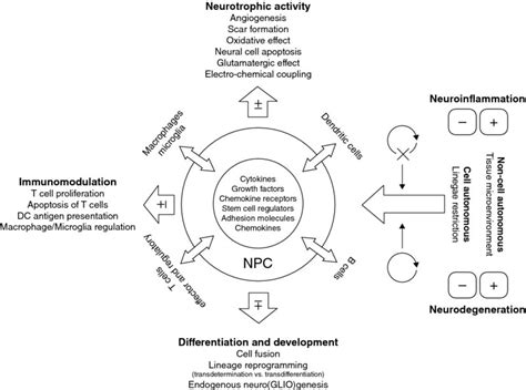 Brain Repair: The Role of Endogenous and Transplanted Neural Stem Cells ...