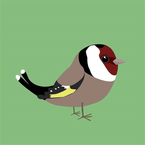 Goldfinch Illustrations Royalty Free Vector Graphics And Clip Art Istock