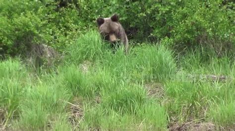 Brown bears are at the top of the food chain and have no predators ...