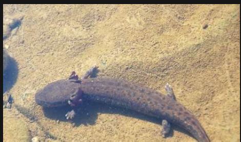 Amphibia Caudata Anura Salamanders Newts Frogs Toads Etc