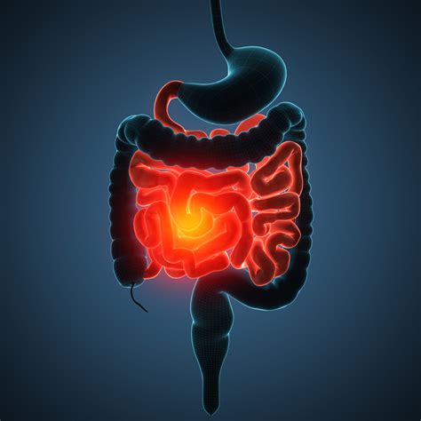 Understanding Gut Inflammation & The Importance of An Anti-Inflammatory ...