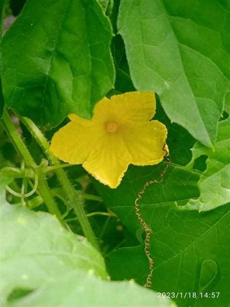 cadelinha da agroecologia on Twitter A flor e o frutinho de melão de