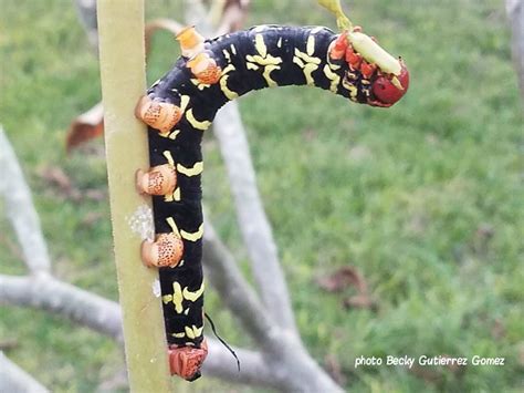 Large Caterpillars of North America | Wildlife Insight