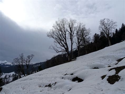 noch viel Laub auf dem spärlichen Schnee Fotos hikr org