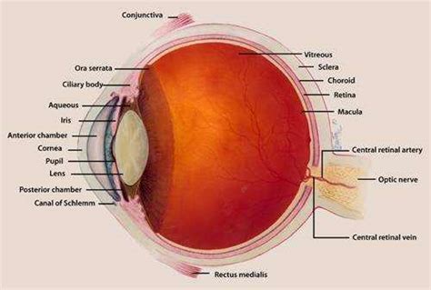 Central Retinal Artery Occlusion: Causes, Signs, Treatment | EYExan.com