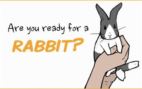 Rabbit Care The Complete Guide