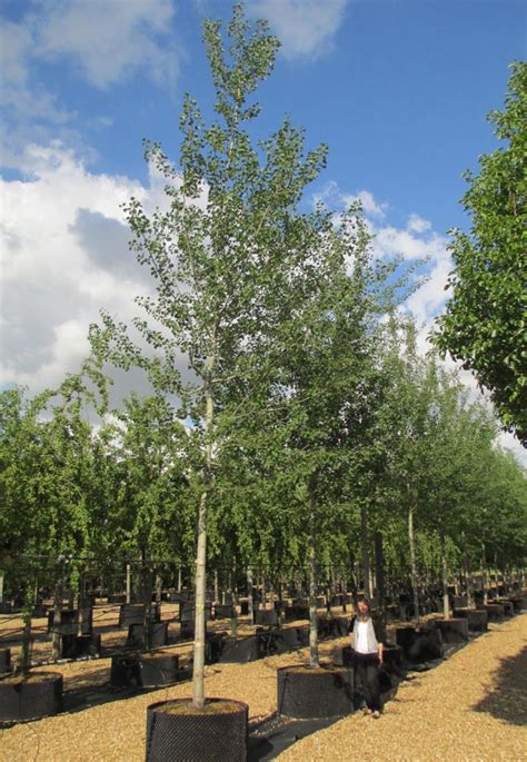 Populus Tremula Aspen Deepdale Trees