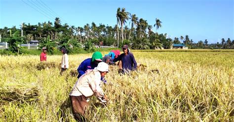 Palay Output Expected To Dip In Q3 The Manila Times