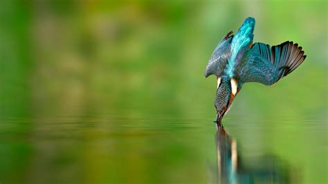 Kingfisher Bird Hunting Fish Wallpaper X Imgur | Hot Sex Picture