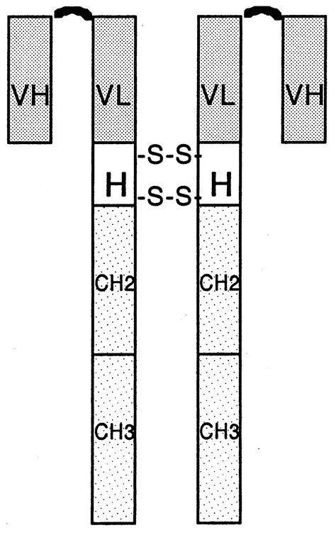 Human Single Chain Fv Immunoconjugates Targeted To A Melanoma