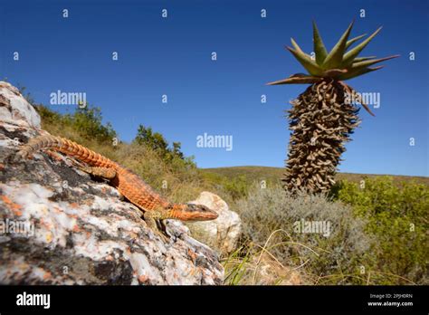 Cape Girdled Lizard (Cordylus cordylus) adult, resting on rock in ...