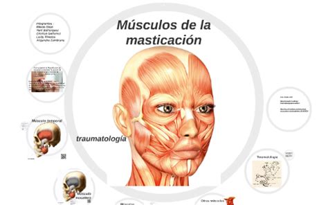 músculos de la masticacion by Leidy Riveros on Prezi Next