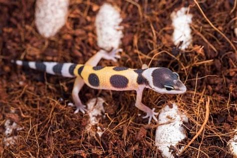 10 Baby Leopard Gecko Care & Feeding Tips for Beginners