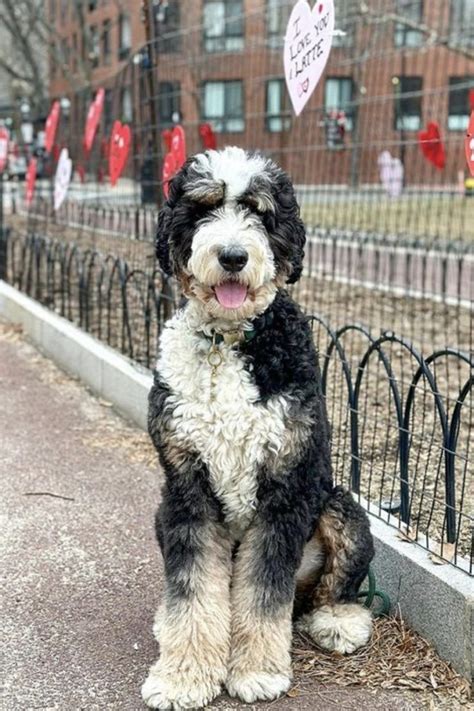 When Is A Bernedoodle Full Grown Size Age Fully Grown PupTraveller