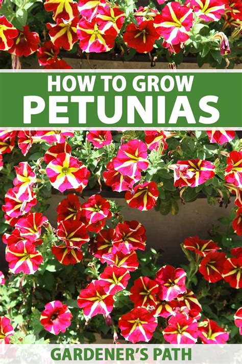 How To Grow And Care For Petunias Gardeners Path