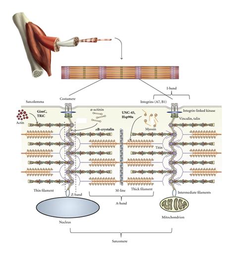 Schematic Diagram Of The Sarcomere And Costamere Protein Complexes Of