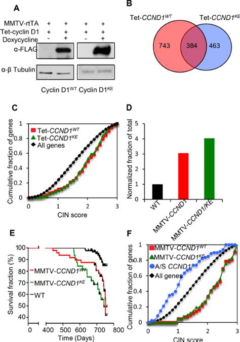 Cyclin D Induces Cin Genes In Vivo And Mouse Mammary Tumorigenesis