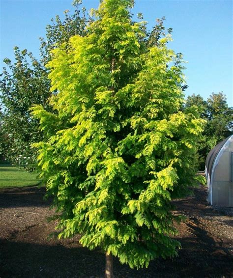 Рейтинг деревьев для дачи