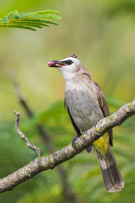 Yellow-vented Bulbul – Birds of Singapore