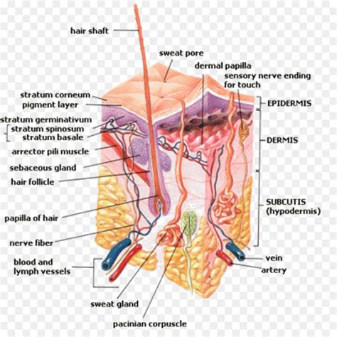 anatomy clipart kids sweat gland 13 free Cliparts | Download images on ...