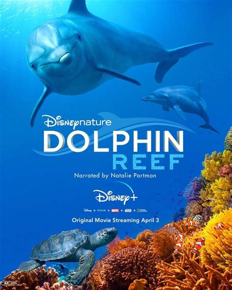 Cartel De La Película Delfines La Vida En El Arrecife Foto 1 Por Un