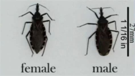 CDC Warns of Deadly 'Kissing Bug' Video - ABC News