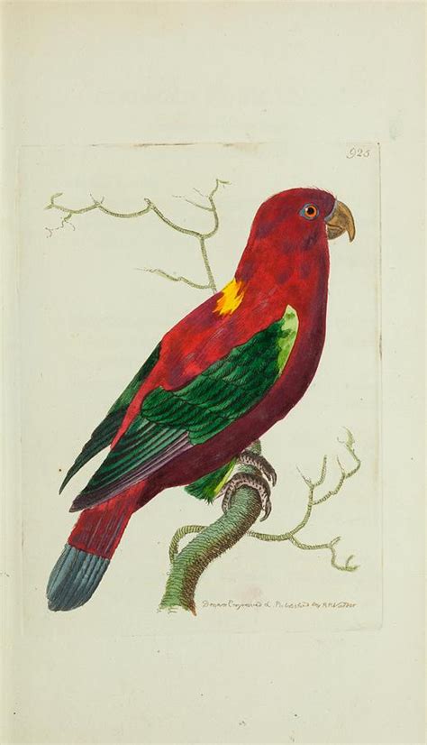 Ceram Lory Mixed Media By Beautiful Nature Prints Fine Art America