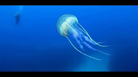 La méduse Pelagia Noctiluca FAUNE CORSE Juillet 2019 YouTube