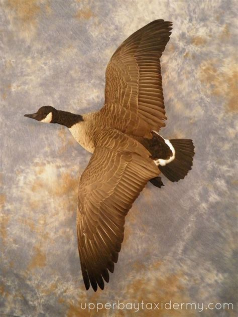 Upper Bay Taxidermy Mobile Gallery Goose Mounts