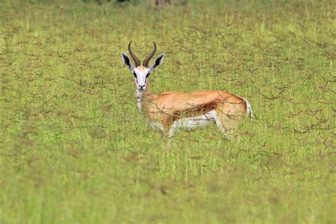 Gazela Fundo Dos Animais Selvagens Olhar Fixo Bonito Foto De Stock